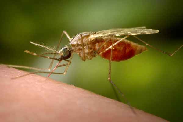 
    Малярийный комар 🌟 Фото, описание, ареал, питание, враги ✔
    
