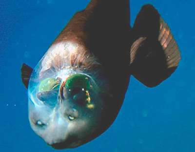 Малоротая макропинна, или рыба с прозрачной головой (бочкоглаз)