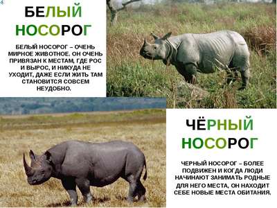 Где живет носорог?
