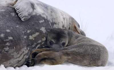 стрaнcкие полярники показали первых новорожденных тюленят
