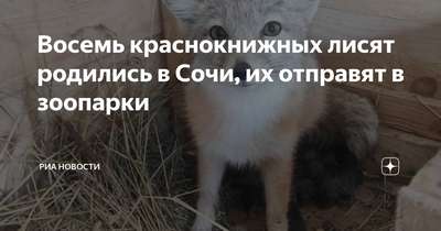 В Киевском зоопарке родились краснокнижные хомяки