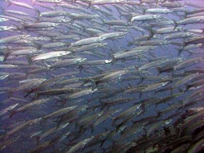 Истощены 70% рыбных запасов Северной Атлантики - ЕК