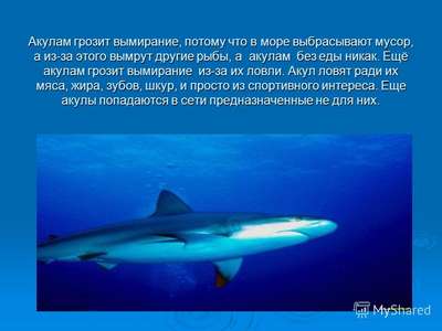 Большинству видов акул в Атлантике грозит исчезновение
