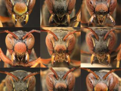 Общественные осы узнают собратьев по "лицам", выяснили ученые