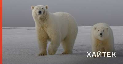 Ученые ищут причины болезни белых медведей в южной части моря Бофорта