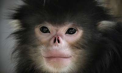 Список новых видов пополнился чихающей обезьяной и ночной орхидеей
