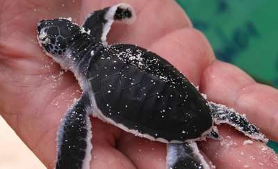 Массовая гибель черепах отмечена в водах Сальвадора