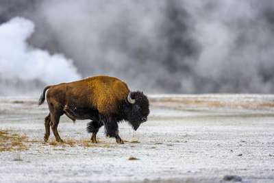 Выходящих за границы нацпарка Йеллоустоун в США бизонов могут убить