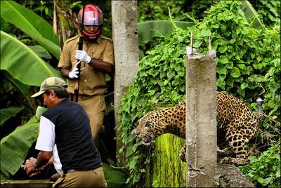Леопард напал на шестерых жителей Индии