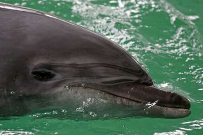 Валлийский дельфин умер от обжорства