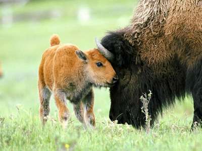 В Испании впервые за 10 тысяч лет родился бизон