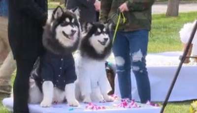 В Пекине прошла массовая собачья свадьба