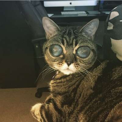 Кошка-инопланетянин стала звездой Instagram