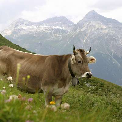 Немецкую туристку в Альпах затоптали коровы