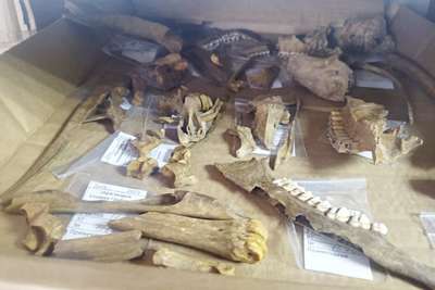 В стране обнаружили уникальные останки древнейших животных