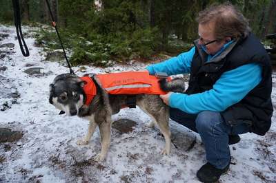Финских собак защитят от волков перцем