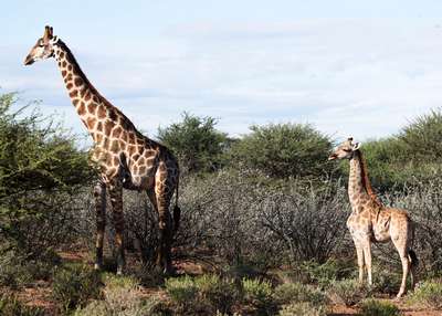 Ученые впервые обнаружили карликовых жирафов ростом до 2,74 метра