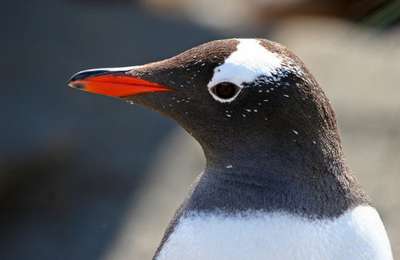 Орнитологи предложили разделить субантарктических пингвинов на четыре вида