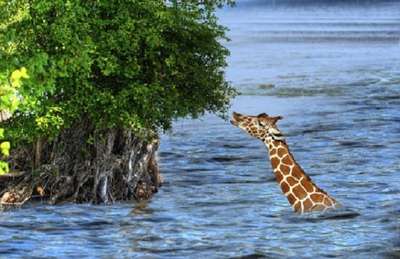 Эксперимент доказал, что жирафы умеют плавать