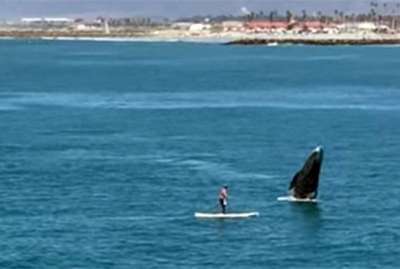 Американец столкнулся с выпрыгнувшим на поверхность воды китом