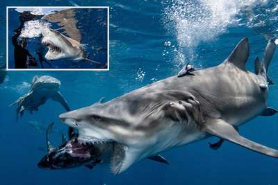 Пловец отбился от акулы работающей видеокамерой