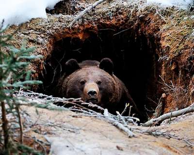 В Киевском зоопарке медведи перестали ломать берлоги
