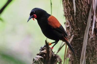 Птицы семейства новозеландские скворцы