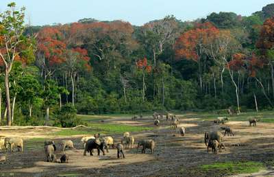 Центр дикой природы Конго