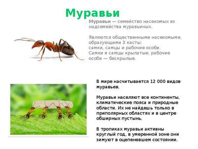 Насекомые семейства муравьи
