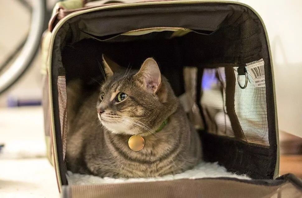 Путешествуем вместе: переноска для кота