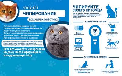 Сколько стоит чипирование котов, кошек в г. Киев в декабре 2018 года