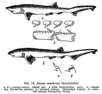 Насекомые семейства шестижаберные акулы