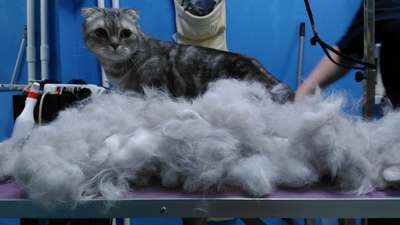 Сколько стоит вычесывание кота или кошки в г. Киев