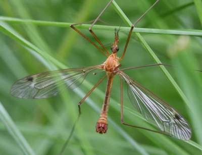 Насекомые семейства комары-долгоножки