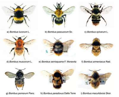 Насекомые семейства пчёлы настоящие