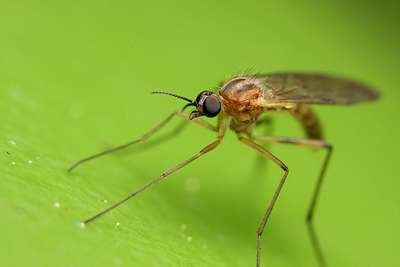 Насекомые семейства комары толстохоботные
