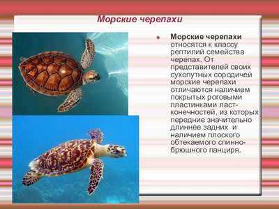 Пресмыкающиеся семейства морские черепахи