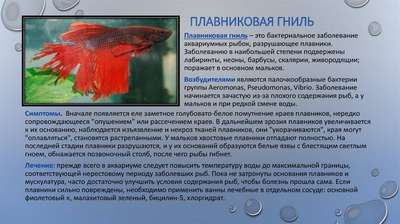 Болезни рыбок-петушков и способы их лечения