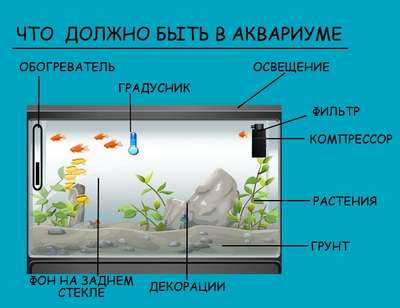 Как подобрать рыб для аквариума: пять вариантов готовых аквариумов с грунтом, растением и составом жителей