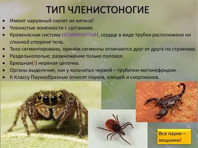 Члeнистоногие семейства пауки-филодромиды