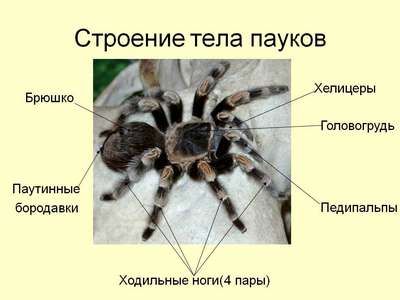 Члeнистоногие семейства пауки-пизауриды