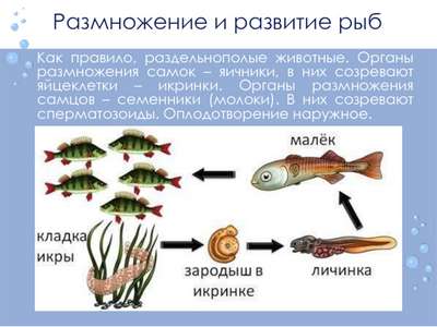 Подготовка воды для размножения рыб