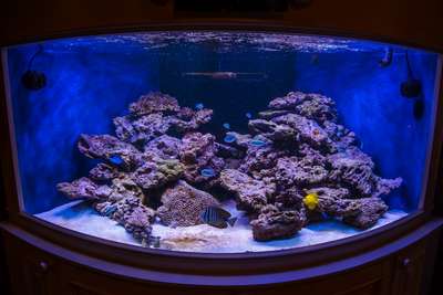 "Псевдоморе" - морской аквариум для начинающих