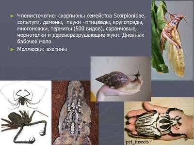 Члeнистоногие семейства scorpionidae