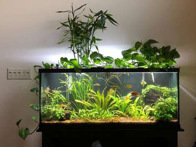 Растения для домашнего аквариума