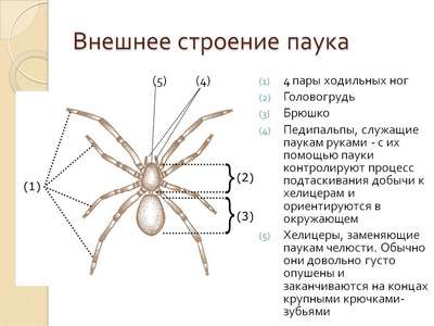 Члeнистоногие семейства малкаровые пауки