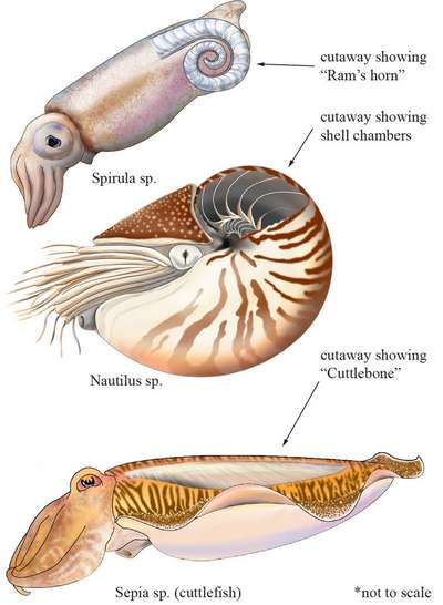 Моллюски семейства spirulidae