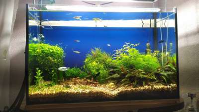 Сколько стоит регулярная чистка пресноводного аквариума с искусственными растениями в г. Киев