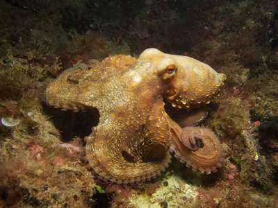 Моллюски семейства octopodidae