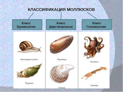 Моллюски семейства lingulidae